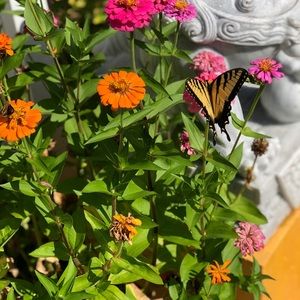 Meet your Posher, Christine